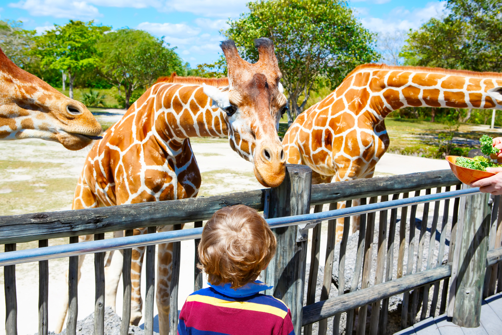 wild-florida-review-what-it-s-like-to-be-a-zookeeper-for-a-day